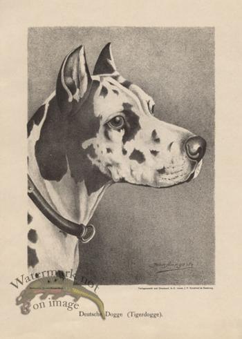 1890s Dogs 35